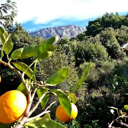 Mimoza Appartement Drvenik (Split-Dalmatia)