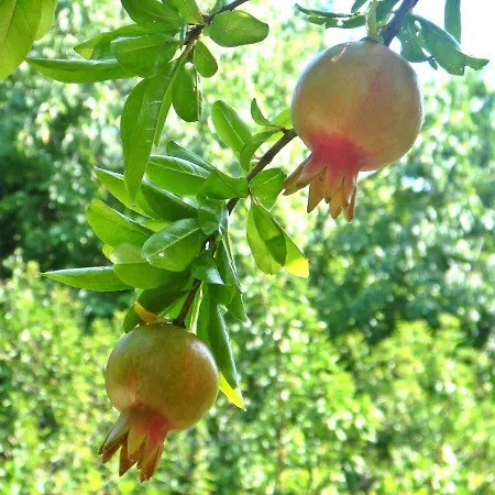 Mimoza